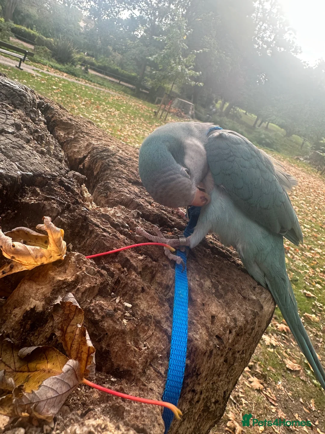 Parakeets birds for sale: 2 year old quacker parrot  in Southend-on-Sea - Advert 2