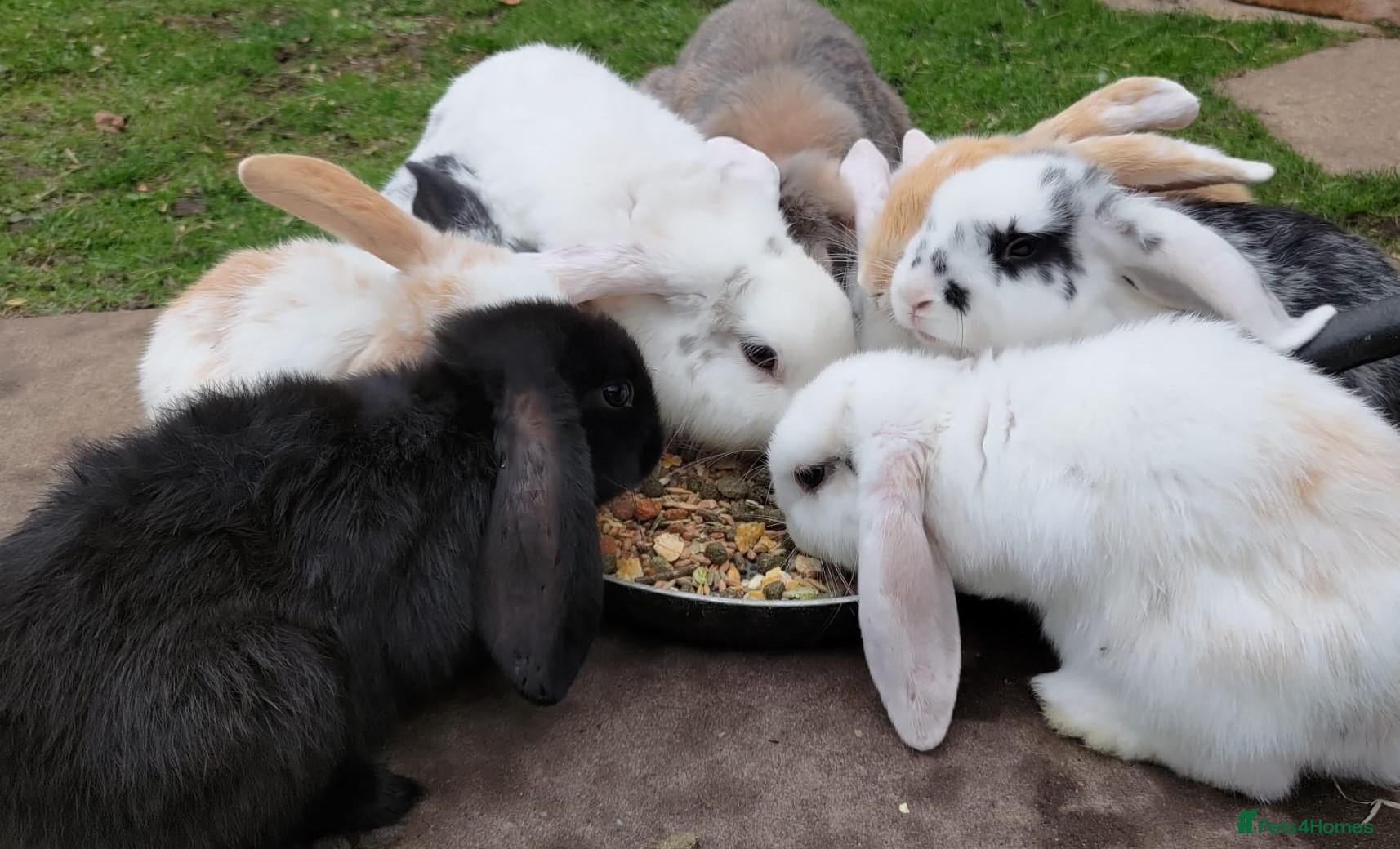 Mini Lop rabbits Cute French x Mini Lop Ready to Go!!! - Advert 1