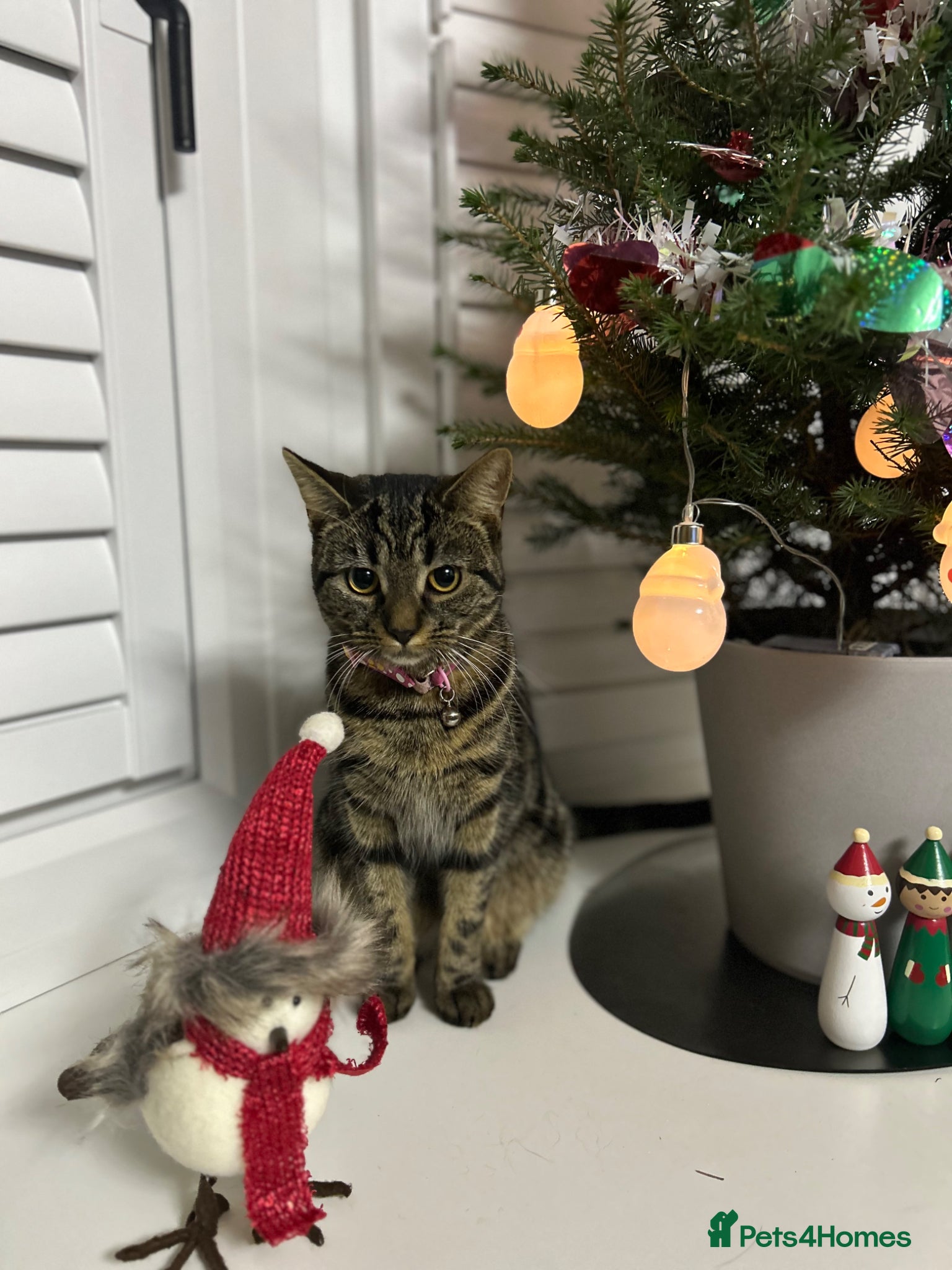 Mixed Breed cats Adorable kittens  - Advert 2