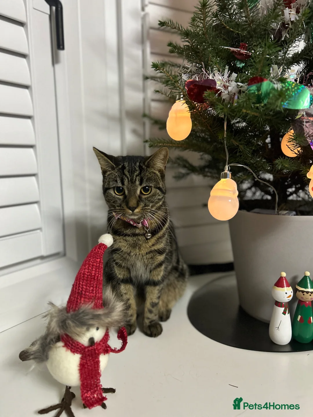 Mixed Breed cats for sale: Adorable kittens  in Barnsley - Advert 1