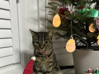 Mixed Breed cats Adorable kittens - Advert 1