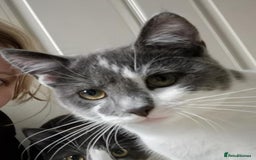 Mixed Breed cats for sale: Beautiful litter of 5 kittens  - Image 19