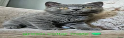 British Shorthair cats for sale: British blue shorthairs LAST 3 LEFT  - Advert 3