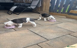 Olde English Bulldogge dogs for sale: Last 2 baby girls left  - Image 38