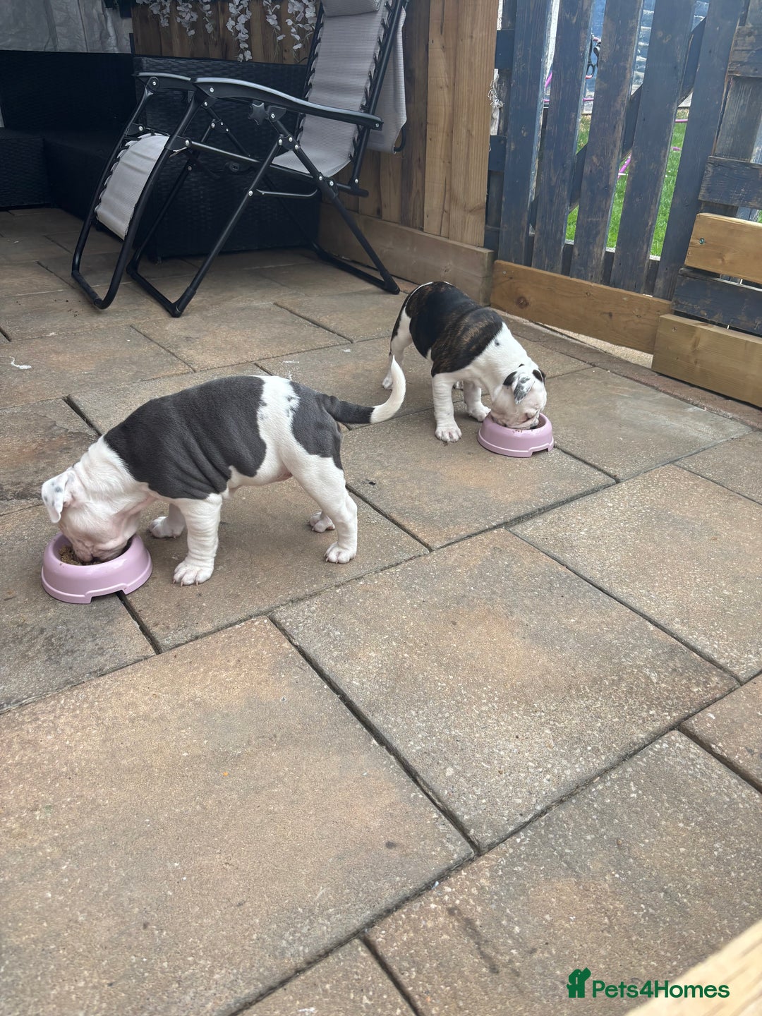 Olde English Bulldogge dogs for sale: Last 2 baby girls left  - Image 38