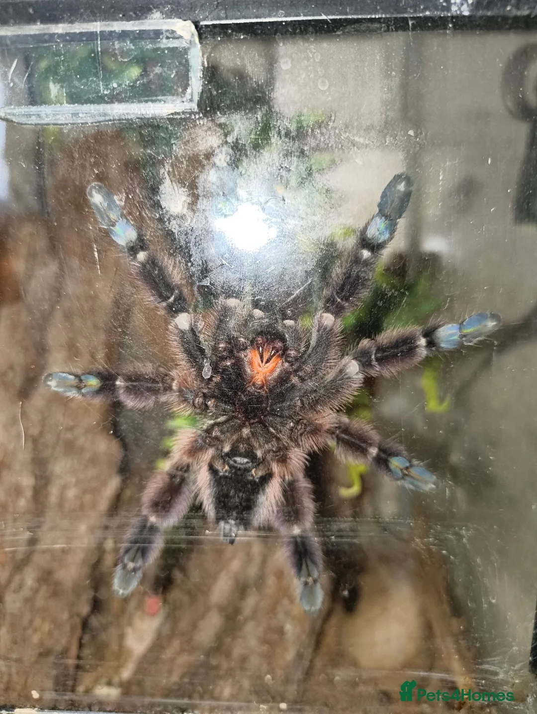 Spiders invertebrates for sale: Caribena Versicolour (Pink toe) - Advert 2