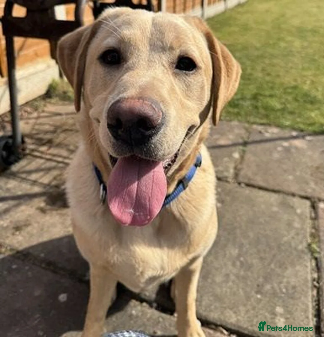 Labrador Retriever dogs for sale: Gorgeous labrador retriever Girl in Beckenham - Advert 4