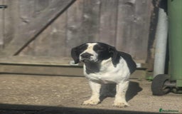 Bocker dogs for sale: Rocky beagle and cocker spaniel mix - Image 3