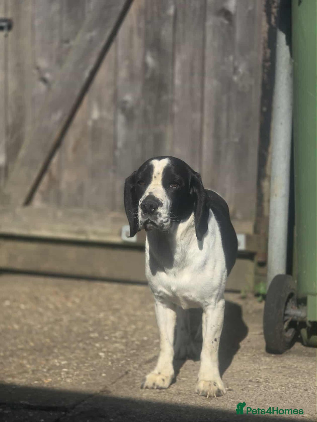 Bocker dogs for sale: Rocky beagle and cocker spaniel mix - Image 3