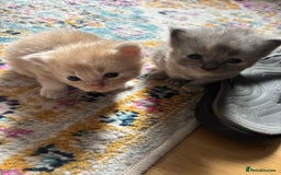 Mixed Breed cats for sale: Beautiful beige and grey kittens - Image 6
