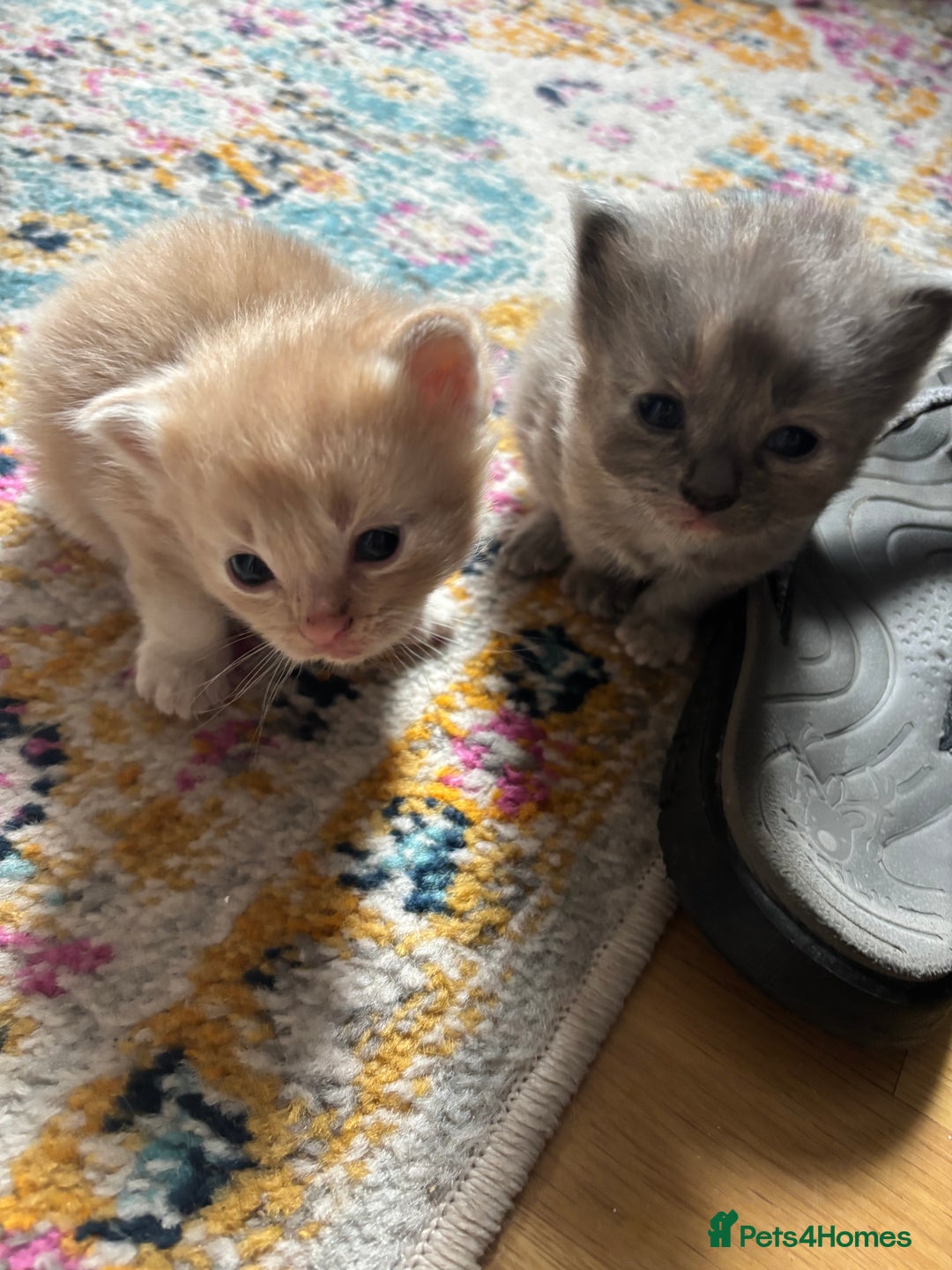 Mixed Breed cats for sale: Beautiful beige and grey kittens - Image 6