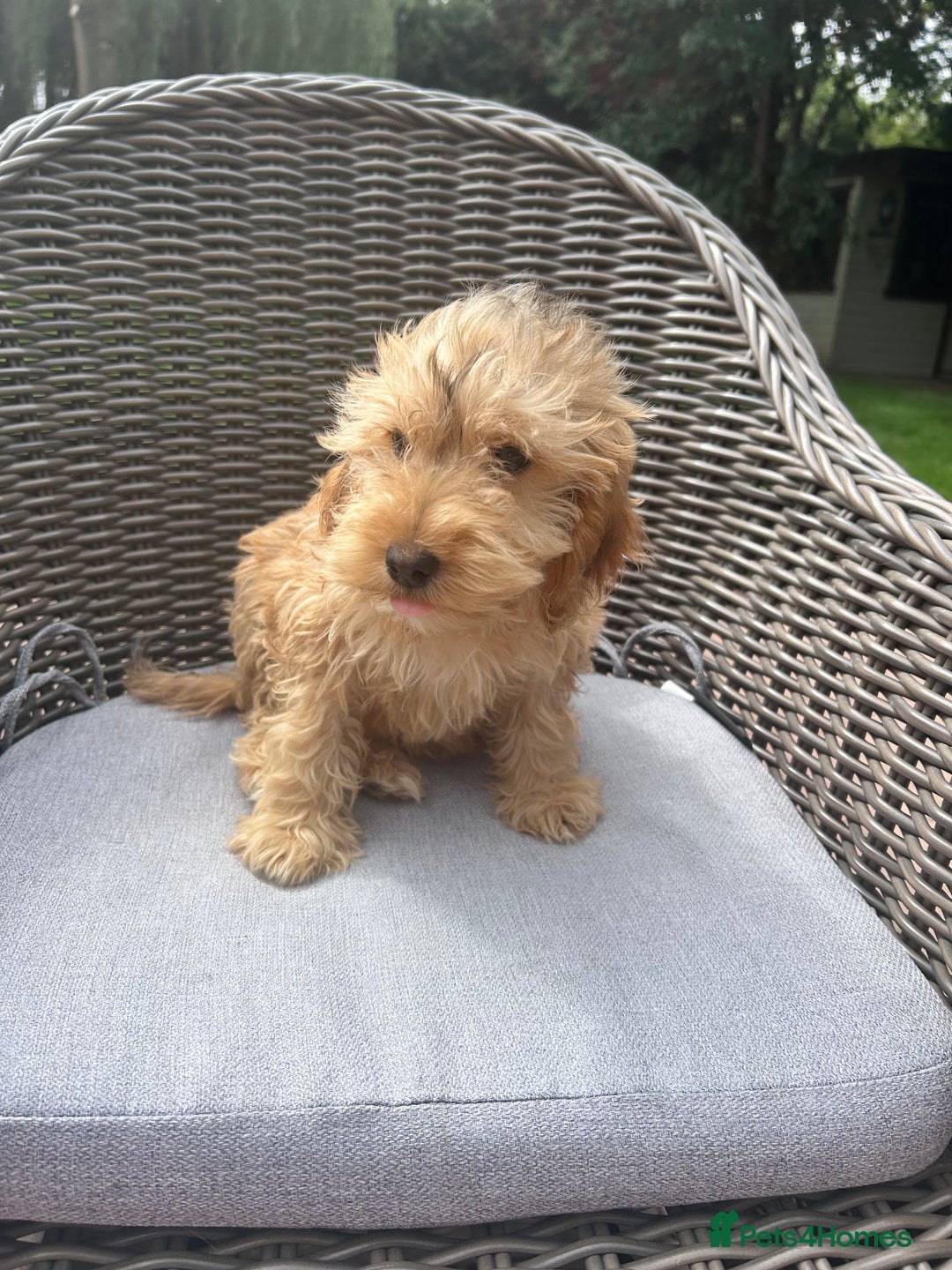 Cockapoo dogs for sale: F1 cocapoos ready to leave in Bishop's Stortford - Image 6