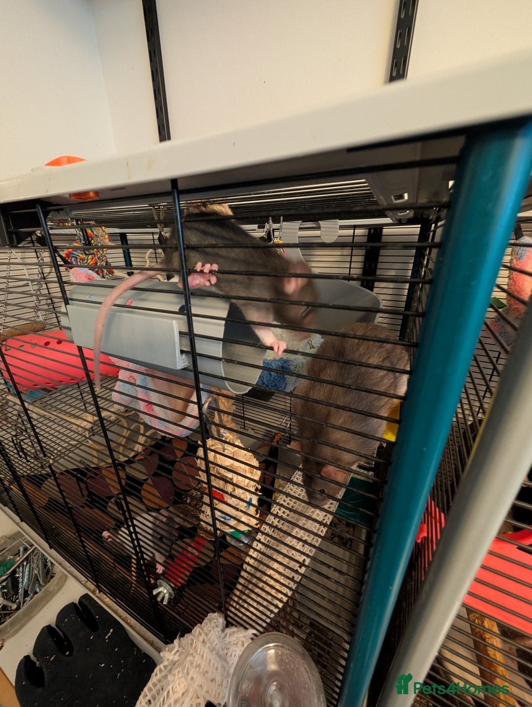 Rat rodents for sale: Female adorable baby rats only 4 left - Image 5