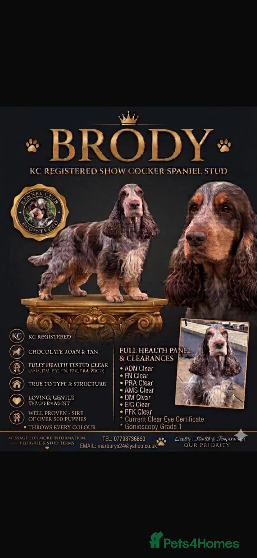 Cocker Spaniel dogs for sale: KC Show Cocker Spaniels: Beautiful inside out - Advert 21