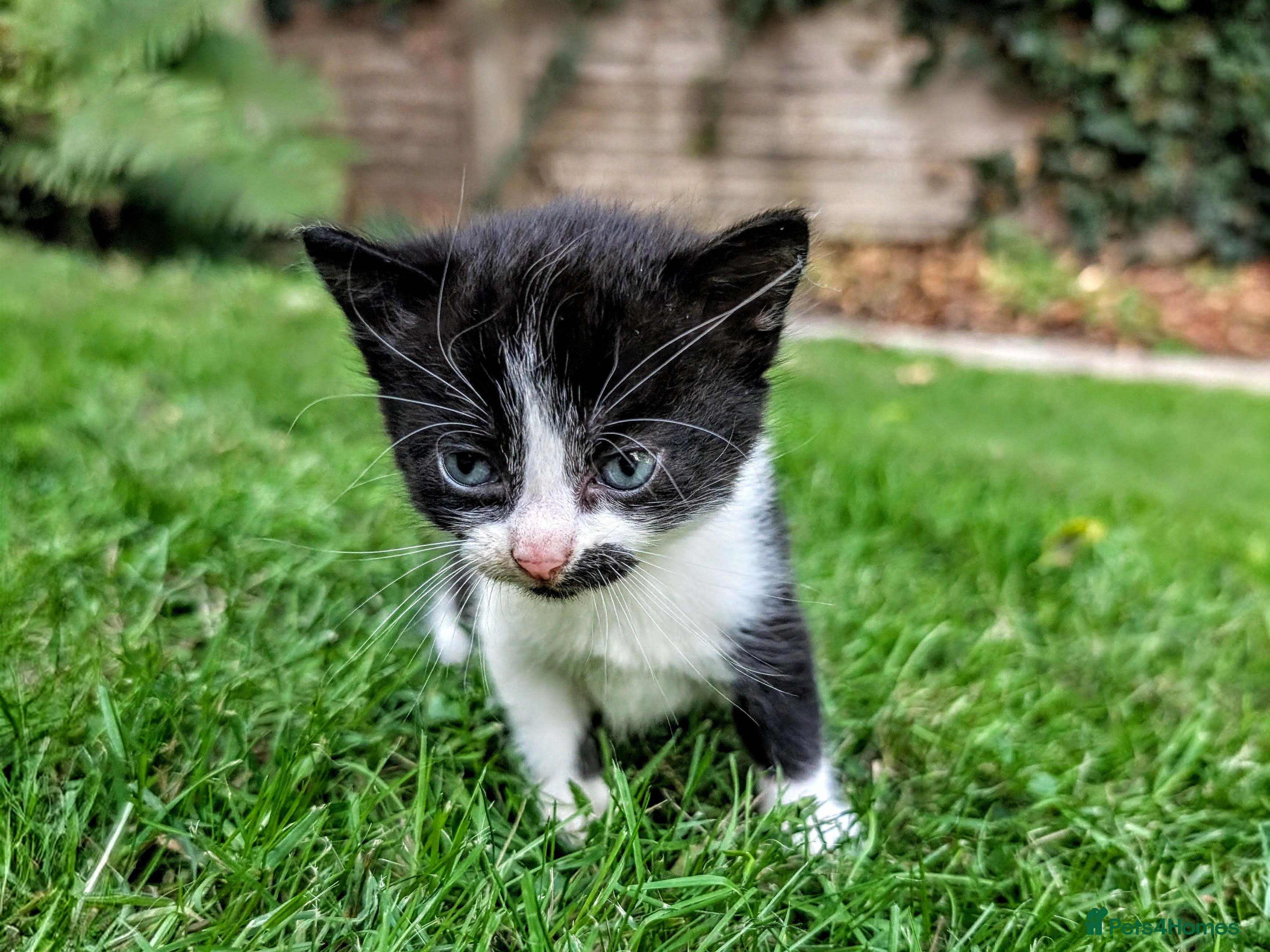 Mixed Breed cats Georgous Kittens Looking For A New Home - Advert 2