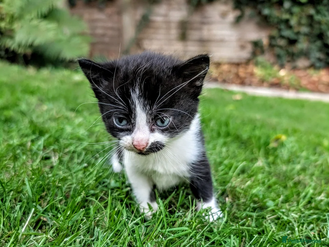 Mixed Breed cats for sale: Georgous Kittens Looking For A New Home - Advert 2