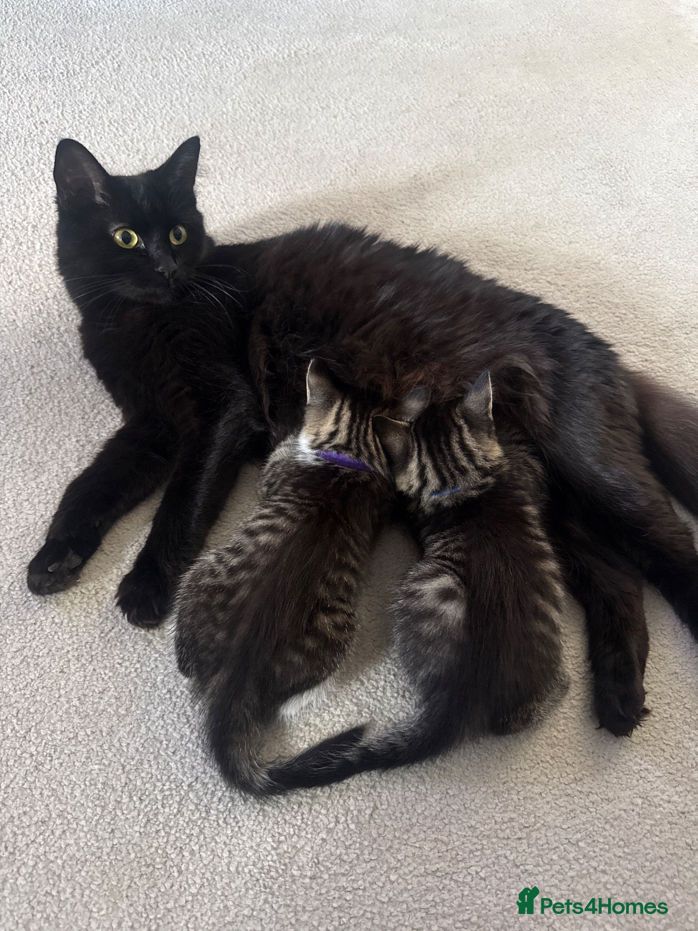 Mixed Breed cats for sale: Super cute and friendly tabby kittens  - Advert 2