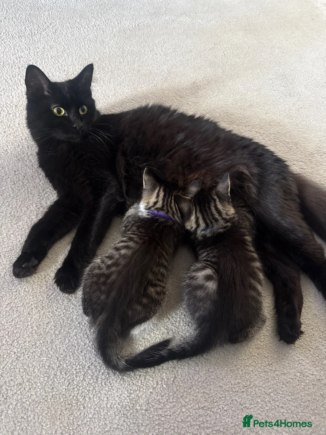 Mixed Breed cats for sale: Super cute and friendly tabby kittens  - Advert 1