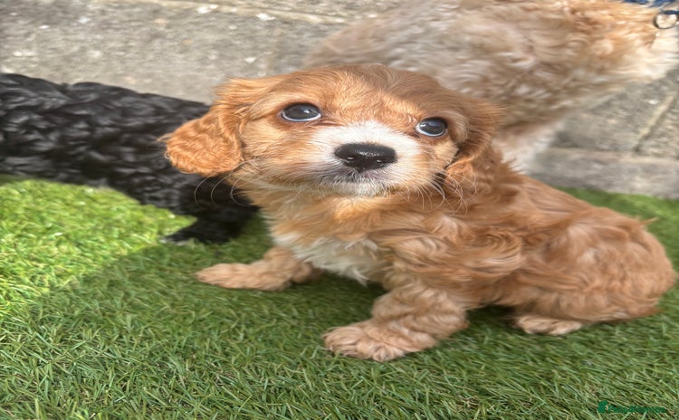 Cavapoo dogs - Advert 3