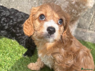 Cavapoo dogs - Advert 21