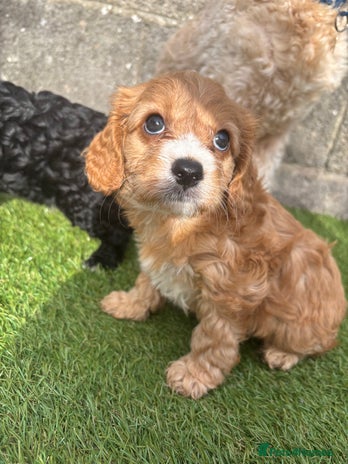 Cavapoo dogs - Advert 3