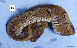 Python Snake reptiles for sale: Royal Python Morphs Males - Image 24