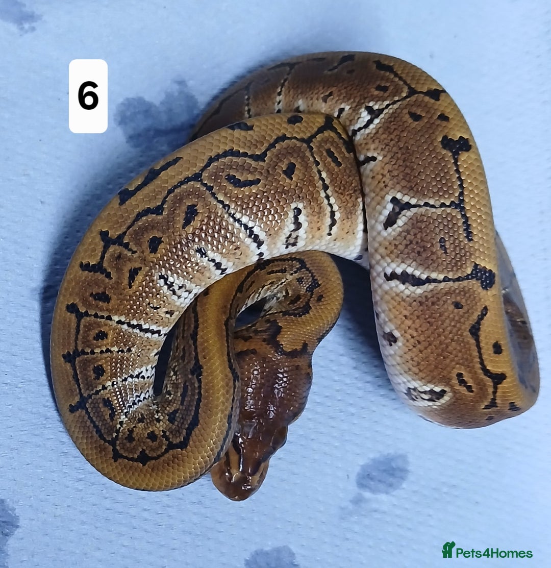 Python Snake reptiles for sale: Royal Python Morphs Males - Image 24