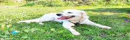 Golden Retriever dogs for stud: Stunning cream Golden Retriever for STUD - Advert 6