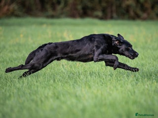 Labrador Retriever dogs Working Lab Pups for sale - Advert 4