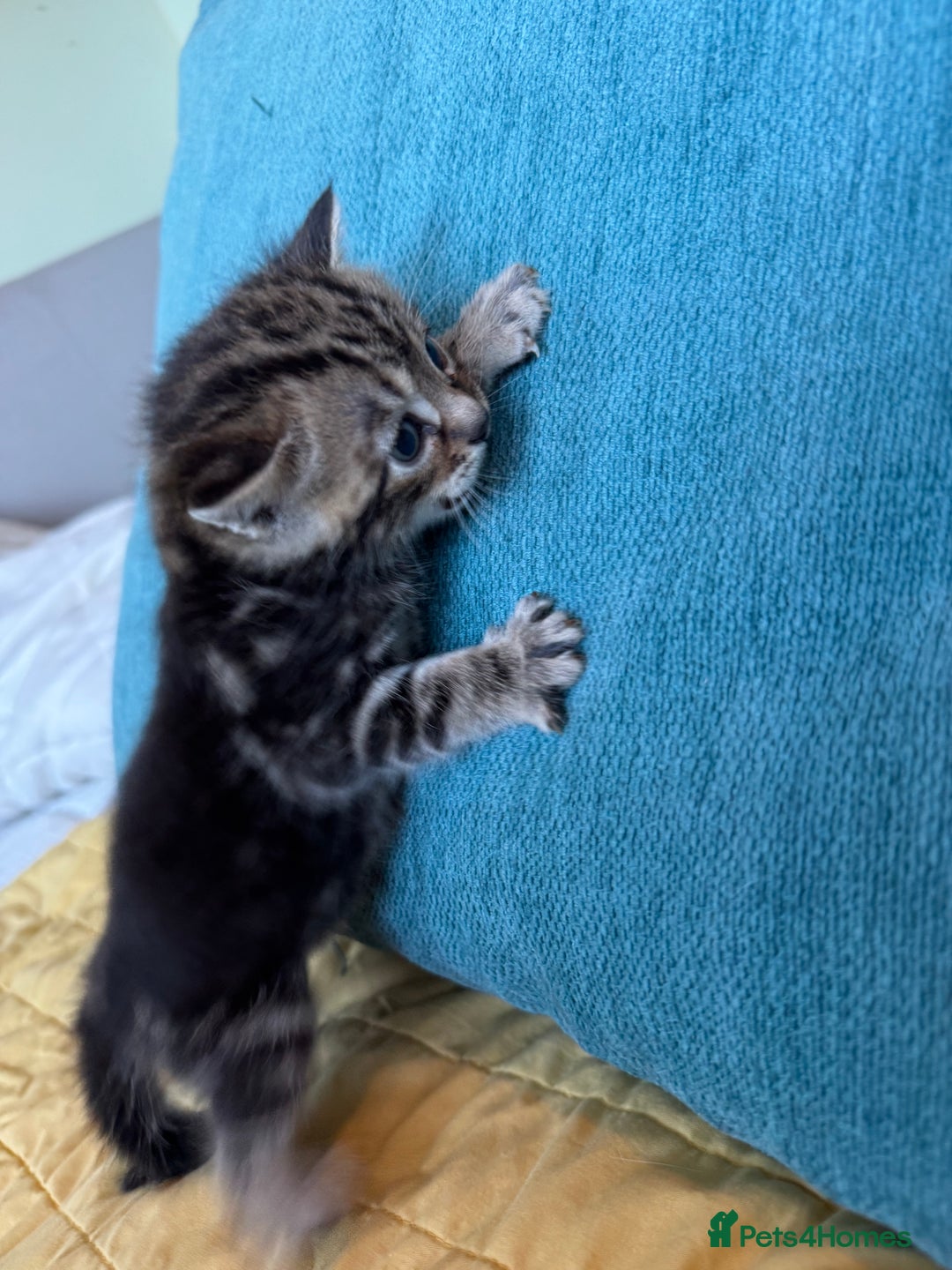 Bengal cats for sale: 3/4 bengal 1/4BSH - Advert 20