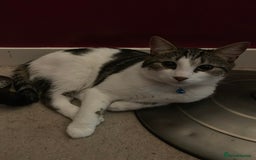 British Shorthair cats for sale: Male Adult Cat ready to be rehomed!  in London - Image 2