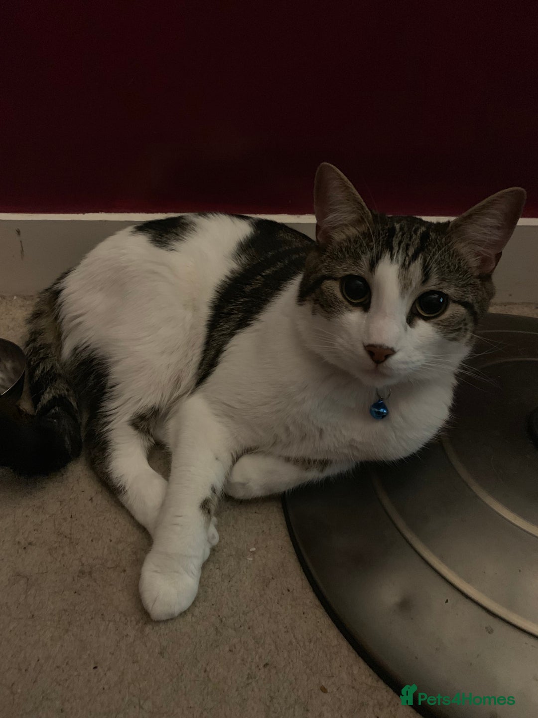 British Shorthair cats for sale: Male Adult Cat ready to be rehomed!  in London - Image 2