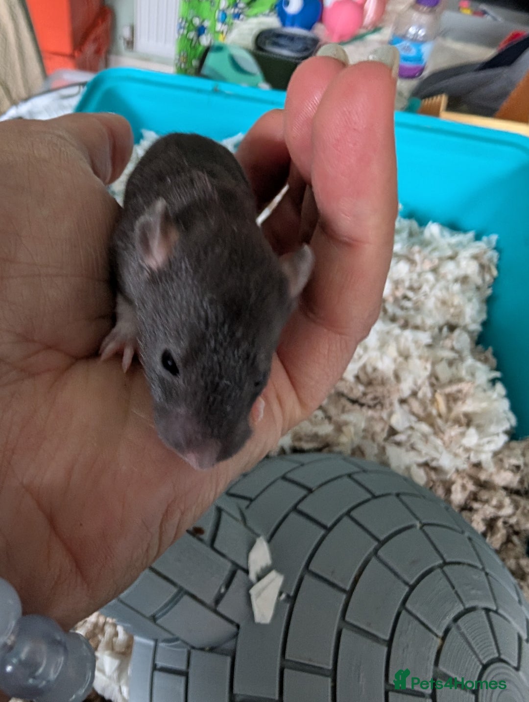 Rat rodents for sale: Adorable baby Dumbo rats only 2 girls left - Image 12
