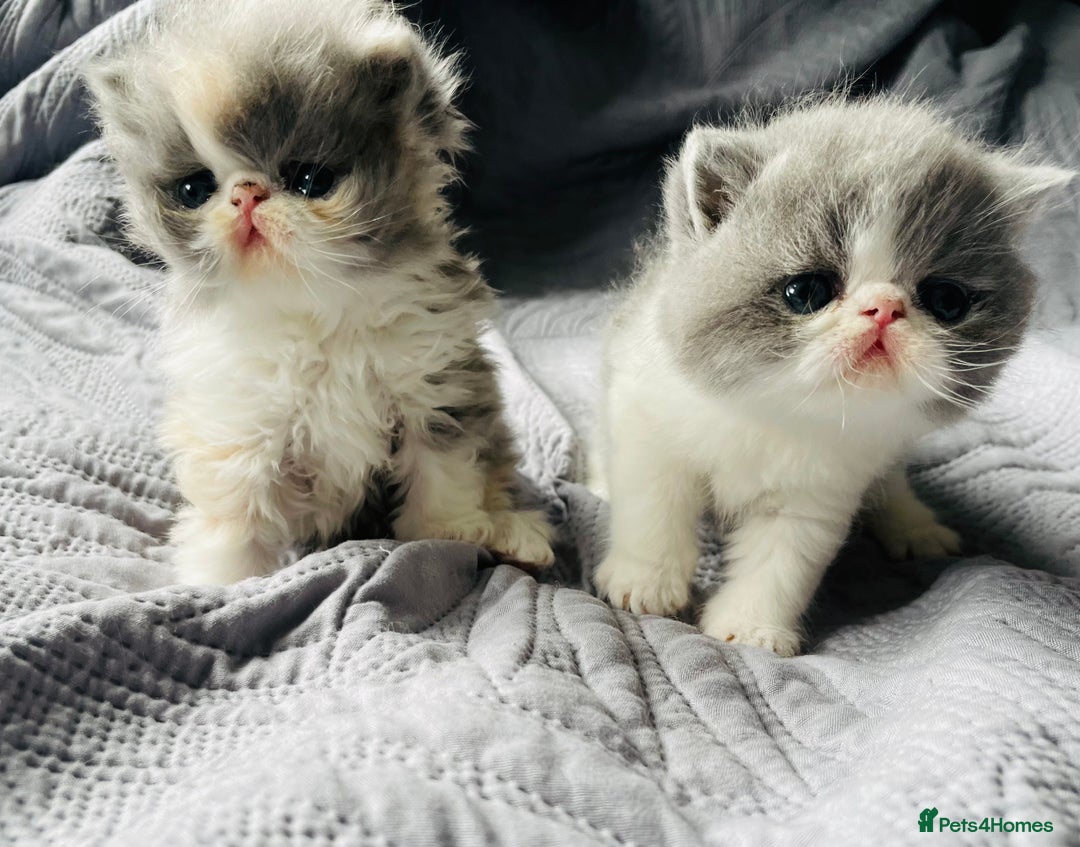 Exotic cats for sale: 🔥GCCF EXOTIC KITTENS READY DECEMBER  **  - Advert 16