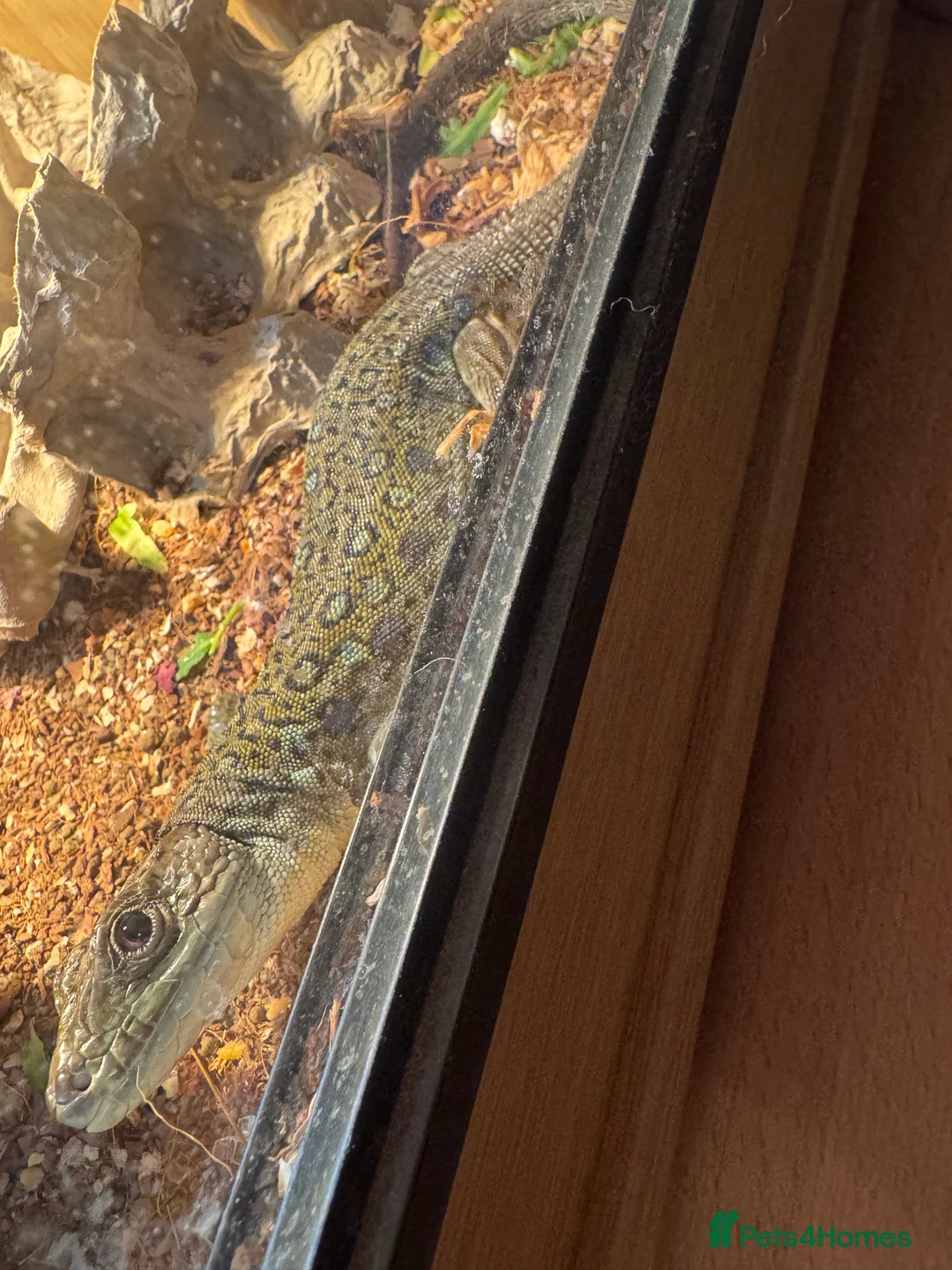 Lizard reptiles for sale: European eyed lizard/occelated lizard  - Advert 2