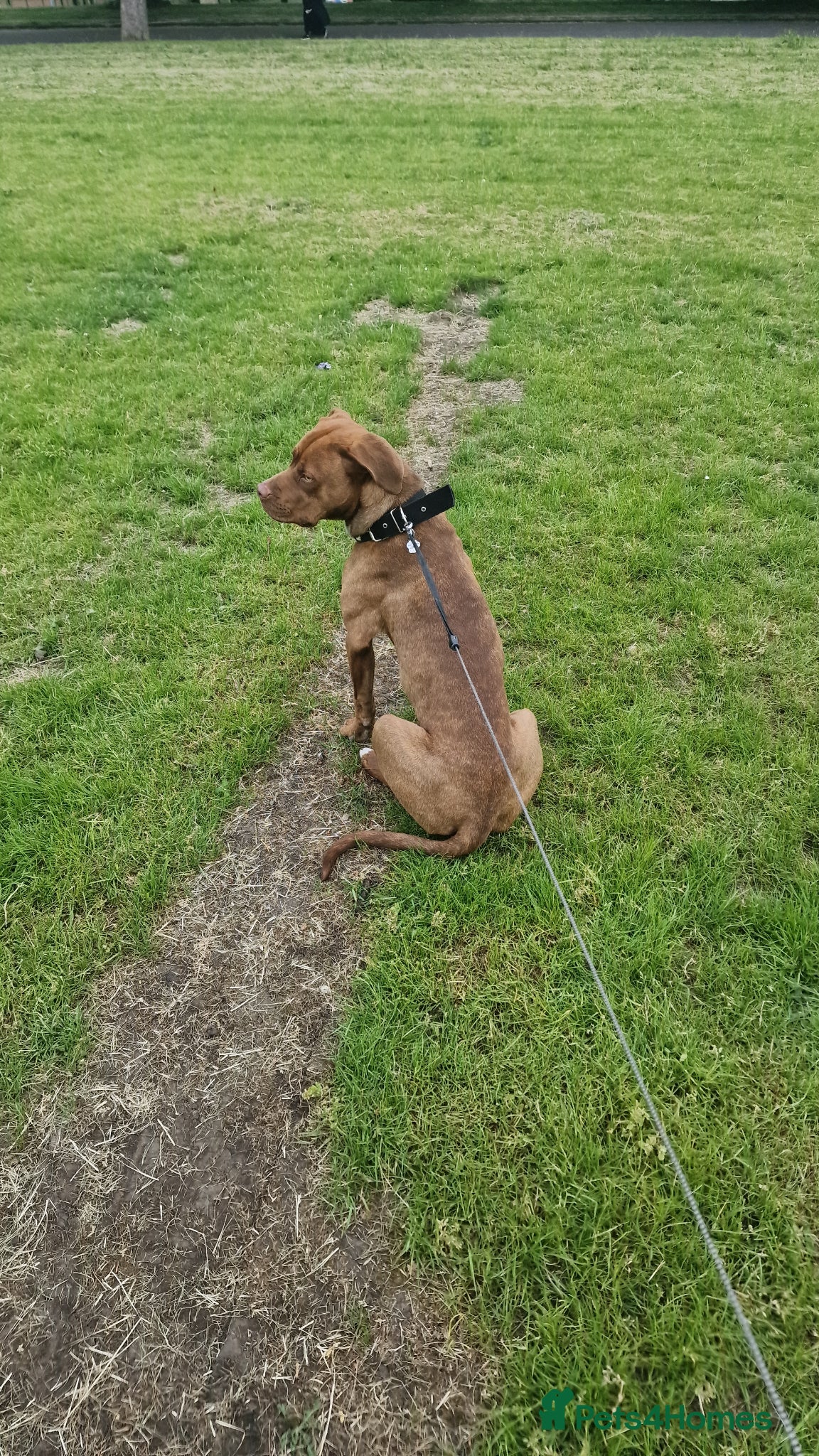 Mixed Breed dogs Stunning cane corso x doberman puppy  - Advert 6
