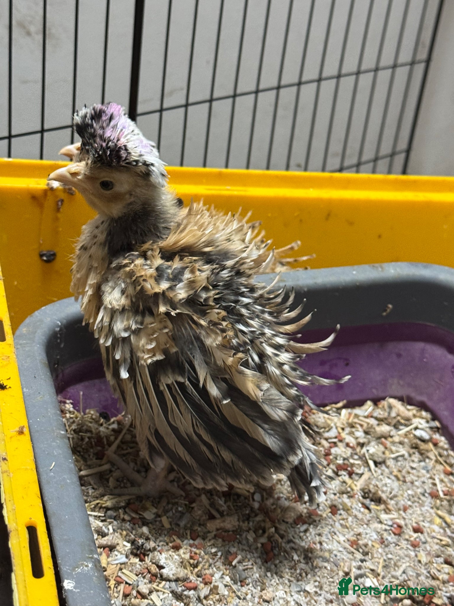 Chickens poultry ~FRIZZLE~ Polish chicks  - Advert 21