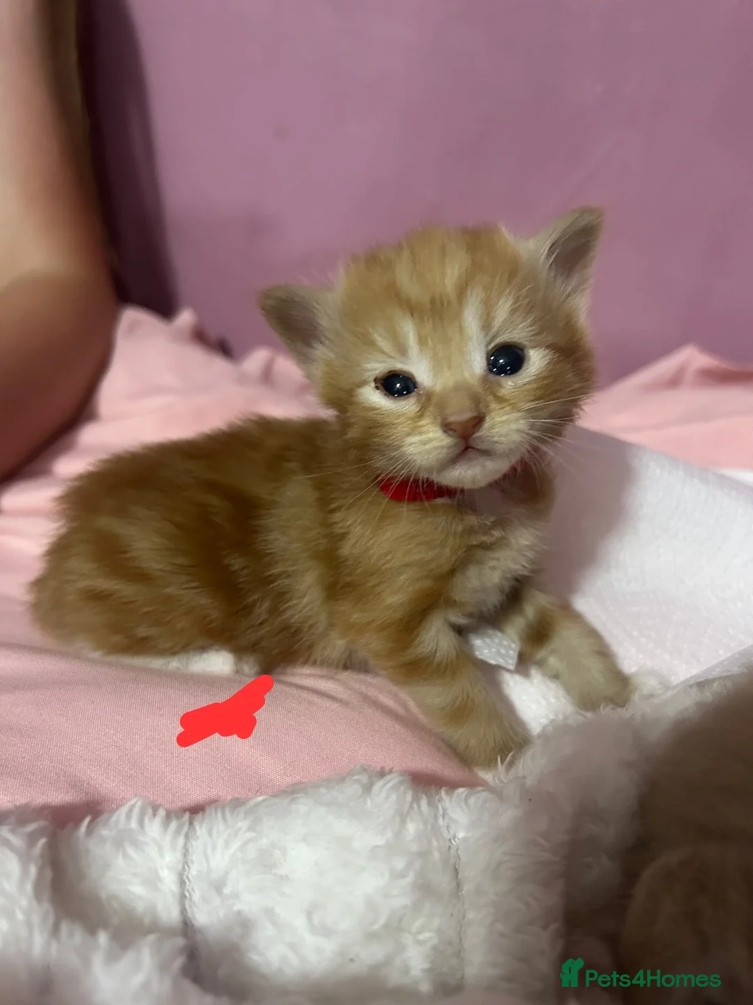 British Shorthair cats for sale: 5 beautiful kittens  - Advert 2