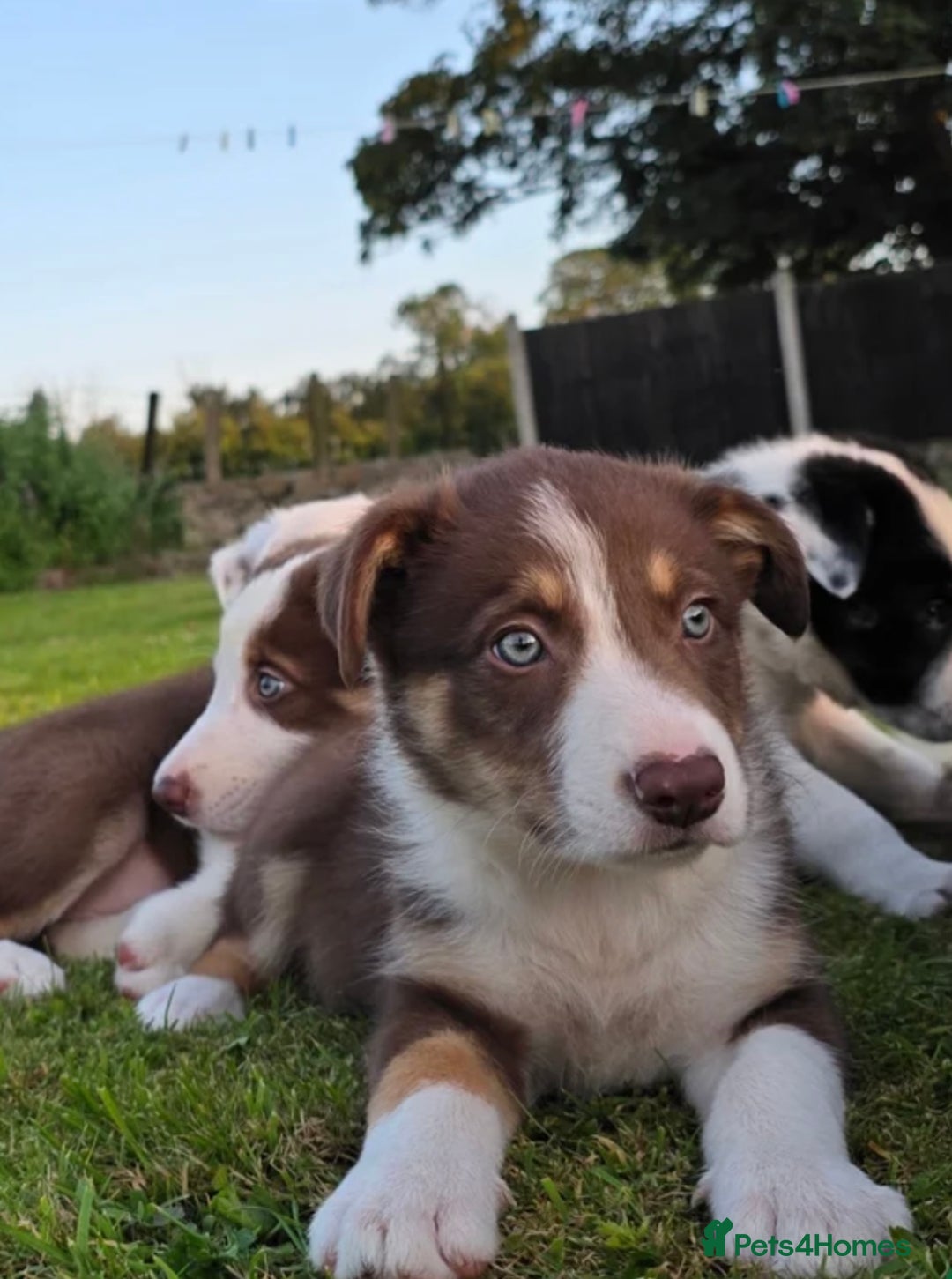 Border Collie dogs for sale: Border collie puppy - Image 1