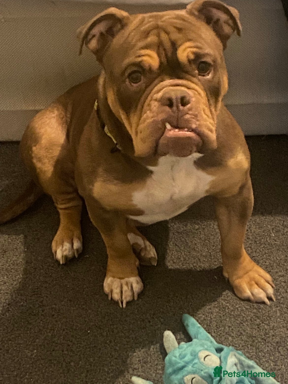 English Bulldog dogs Shelby  - Advert 15