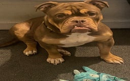 English Bulldog dogs for sale: Shelby  - Advert 1