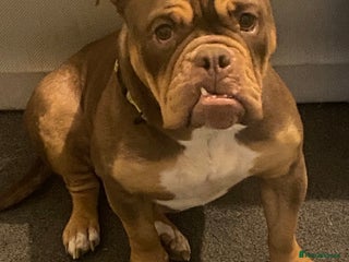 English Bulldog dogs Shelby - Advert 2