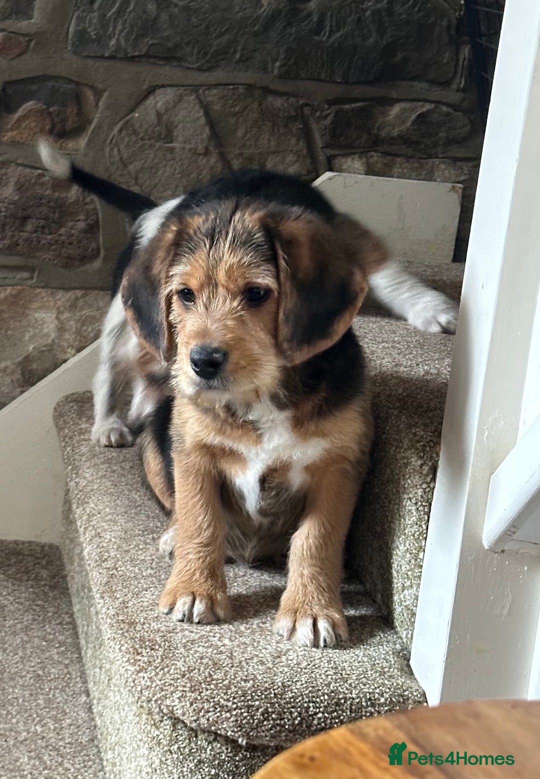 Mixed Breed dogs for sale: 🐾 Beautiful Cavapoo x Beagle Puppies 🐾 - Advert 7