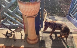 Dachshund dogs for adoption: 🐶💛 Meet Clyde ! He needs a confident Loving Home - Advert 4