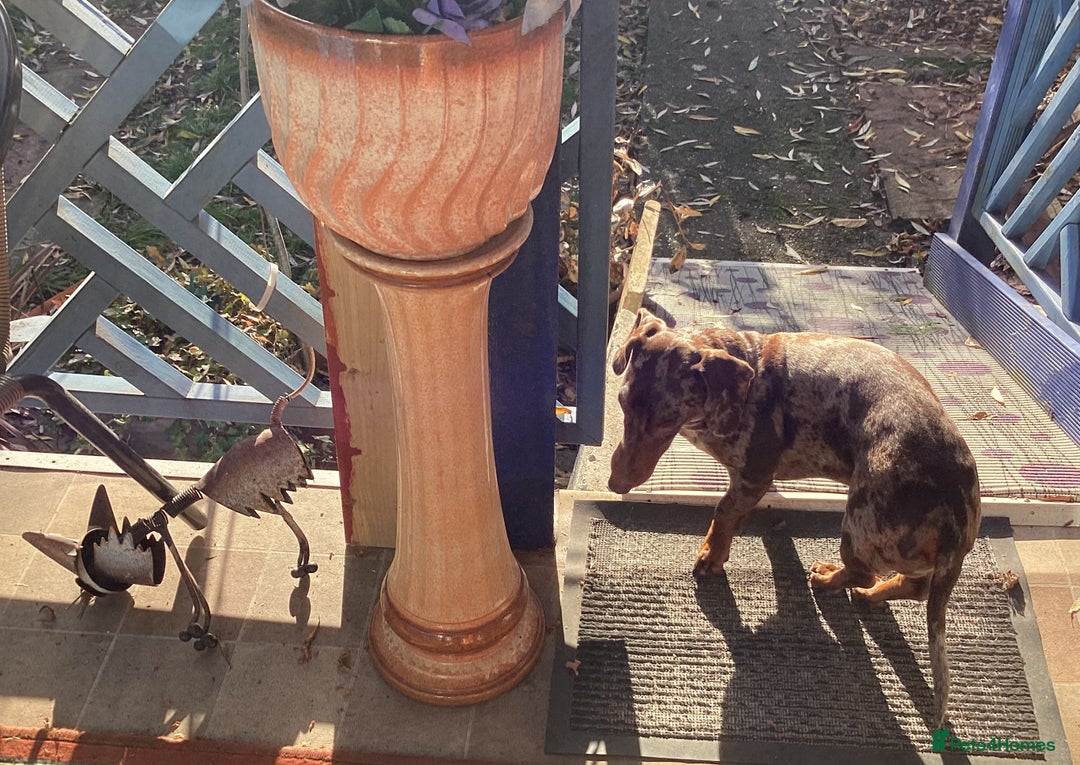 Dachshund dogs for adoption: 🐶💛 Meet Clyde ! He needs a confident Loving Home - Advert 4