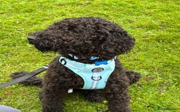 Goldendoodle dogs for sale: 16 month old male Goldendoodle  - Image 1