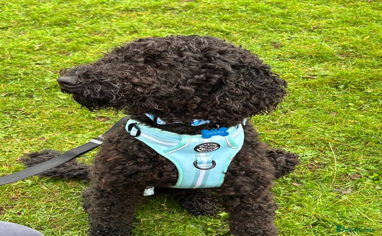 Goldendoodle dogs - Advert 1