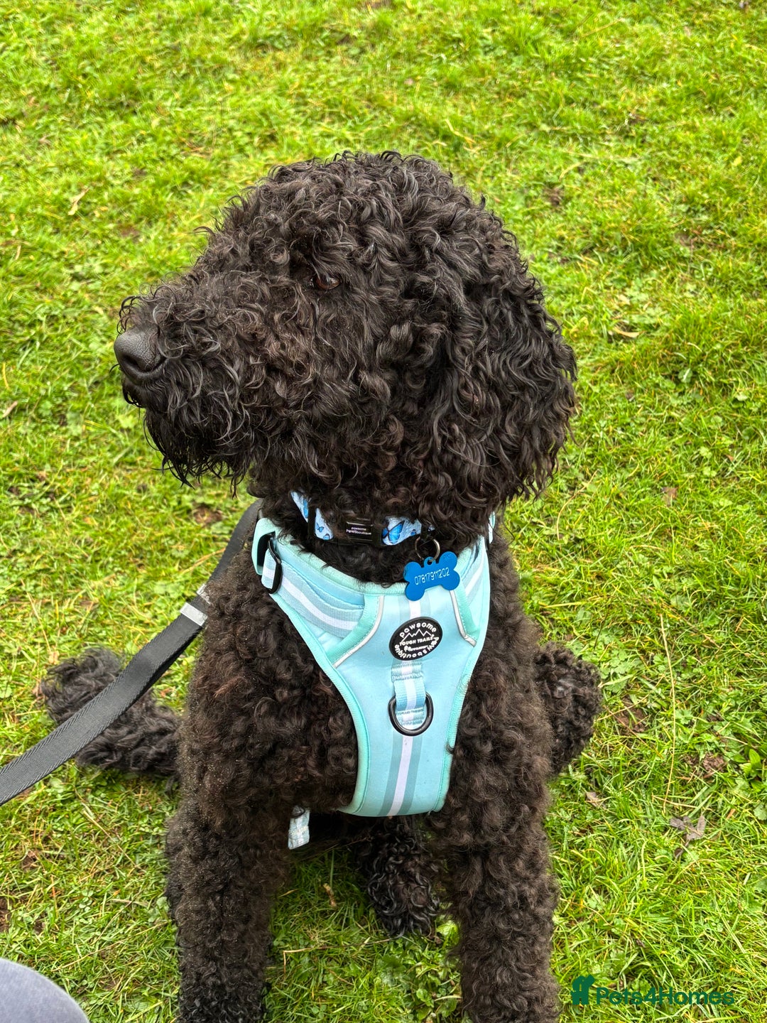 Goldendoodle dogs for sale: 16 month old male Goldendoodle  - Image 1