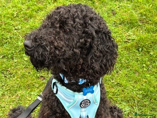 Goldendoodle dogs - Advert 22