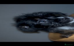 Mixed Breed dogs for sale: Very adorable Shih tzu for sale , 2 boys and 1girl - Advert 16